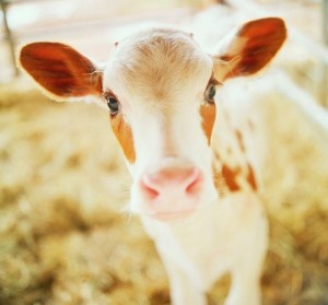 Une photo d'un petit veau nouveau né avec des yeux brillants.