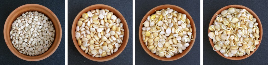Photomontage montrant la germination