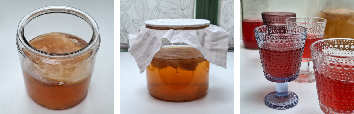 Photo d'un scoby pour le kombucha et des verres de kombucha prêt